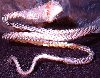Bracelets / snake bracelet in 2 rounds